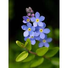 Semillas Mixtas de Ipomoea para Plantar, Maravillosa Enredadera Trepadora Heredada, Hermosas Flores Perennes - 100 piezas/semilla - Ver 6