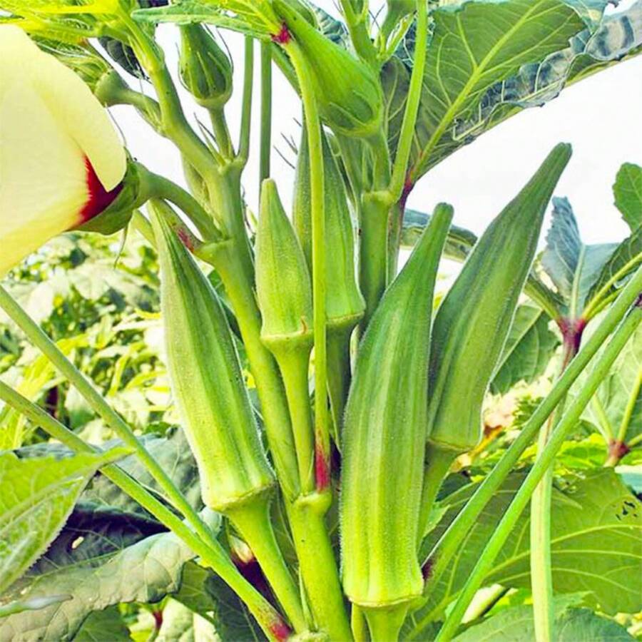ás de 300 okras sin espinas de Clemson para plantar - Jardín Fresco - 300 - Ver 1