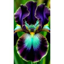 Fácil de plantar y florece durante todo el año 110Rare Iris, Gbari - Variante 1 - Ver 1