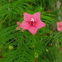 1000 graines de fleur de plume-fleur de vin, fleur en forme d'étoile à cinq branches, plante grimpante, plante en pot pour le balcon, graines de fleurs de quatre saisons, plantes grimpantes pour le jardin - 1000 pièces - Voir 7