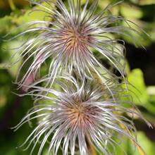 レーダーラブクレマチス ヘアルームガーデンシード+粒、屋外植栽に最適、非遺伝子組み換えの花の種で鮮やかな黄色の花を咲かせます。 - 種子 - チェックする 2