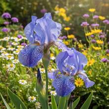 951 Iris azul claro con vetas delicadas, combinado con suaves pétalos de iris azul cielo en diseños de jardín primaveral con patrones elegantes. - 951 - Ver 1