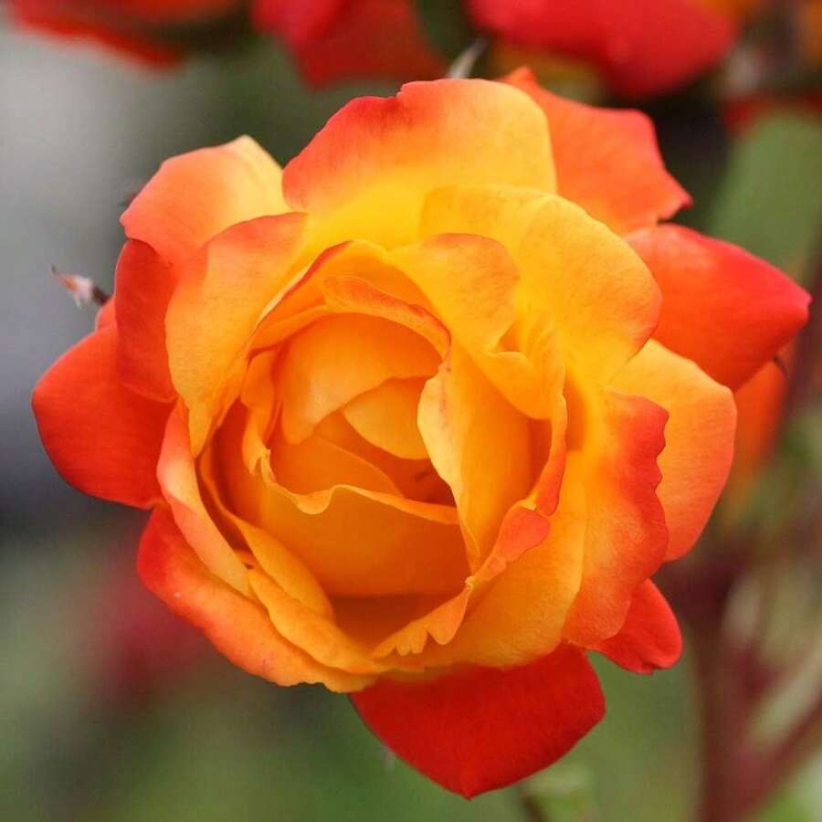 Heirloom Roses - Planta de Rosas Trepadoras - Piñata Climber Bush, Rosa Naranja y Amarilla, Planta Viva para Plantar al Aire Libre - 200 unidades - Ver 1