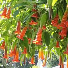 299 graines de Hookflower pour la plantation - Graines de fleurs annuelles et de plantes grimpantes, clôture d'intimité, jardin apicole, graines de fleurs - Voir 4