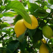 51 piezas de árbol de limón Mel Dwarf, hoja ancha perenne perfumada, bajo mantenimiento, atrae abejas y mariposas, para macetas, plantas de jardín interior, frutal. - nm-51 - Ver 8