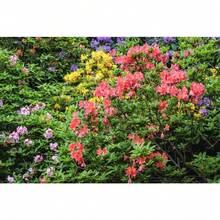 250 Mixed Hybrid Seeds Of Rhododendron Spp. Mixed Colors Flowers Sunshade Shrub Plant Seeds For Outdoor Gardening Nature - Variant 1 - View 5