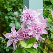 Semillas de ClemáDoble Blanca y Rosa para Jardín, Semillas de Flores Trepadoras, Sin OMG, Atrae Polinizadores, Resistente a Ciervos y Conejos, para Casetas, Macetas y Pérgolas - Variante 1 - Ver 4