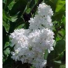 Semillas de lila blanca, flores perennes de exterior, plantas perennes de cobertura del suelo, céspedes trepadores, plantas de interior y exterior, flores para plantar, hierbas, vegetales, frutas, jardinería, regalos naturales para amantes de las plantas, entrega local. - 30 piezas/semilla - Ver 5