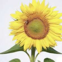 BIG GARDEN - Semillas de Girasol Cabeza Grande (100 unid) - Multicolor - Ver 2