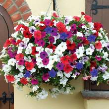 100pcs Petunia Mixed Color Bonsai Grandiflora Flowers Planting Heirloom Flower Pollinator Garden Non-GMO Indoor And Outdoor - 100pcs - 查看 9