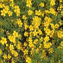 10 Semillas de Cempasúchil 'Cola de Pavo Real de Flores Densas' - Serie Hemisférica Amarillo Sólido - Multicolor - Ver 2