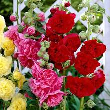 Fresh Flowers - 1PCS - 查看 4