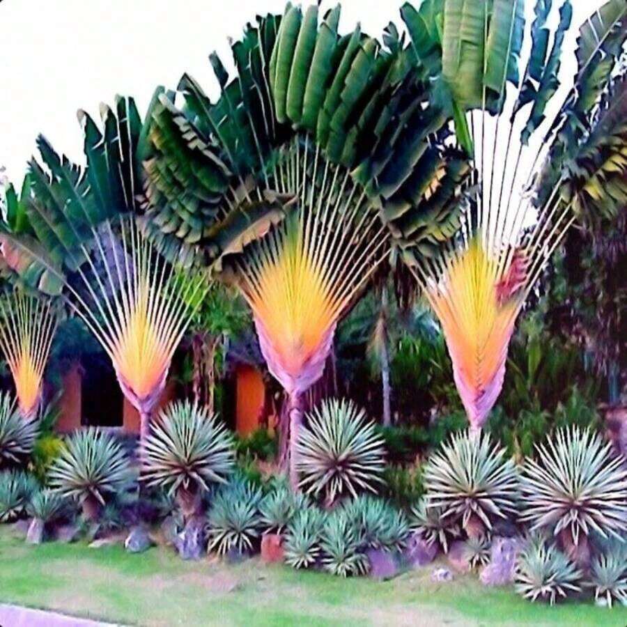 20 piezas de planta de flor de pico de pájaro (Ravenala Madagascariensis), decoración de jardín para plantar flores, plantas, frutas y verduras, adecuada para entusiastas de las plantas como regalo de la naturaleza. - 20 unidades/semillas - Ver 1