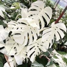 Blooms1681 Monstera White Alba 3  Indoor Plants - 種子 - 查看 5