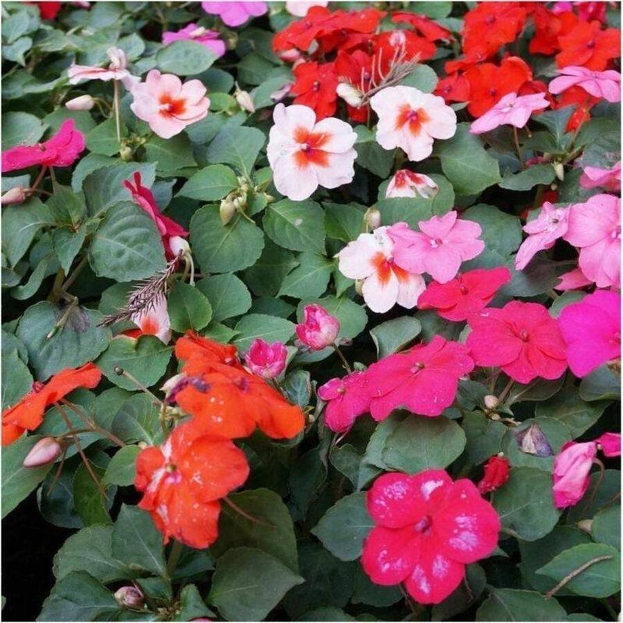 194 Semillas de Flores de París, Alta Tasa de Germinación, Adecuadas para Plantar Jardines Hermosos - 194 - Ver 1