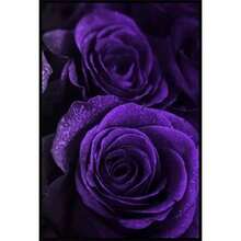 Rosa Morada para Decoración de Hogar, Balcón, Jardín, Patio, Macetas, 200 Piezas - Variante 1 - Ver 3