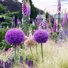 Allium Giganteum, Cebolla Ornamental Resistente a Conejos y Ciervos, Tolerante a la Sequía, Flor Perenne - 300 - Ver 2