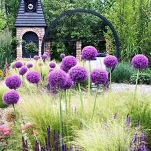 Allium Giganteum, Cebolla Ornamental Resistente a Conejos y Ciervos, Tolerante a la Sequía, Flor Perenne - 300 - Ver 7