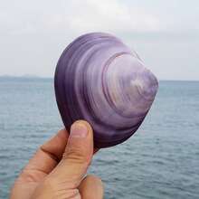 天然超大海螺壳、紫色蛤蜊壳、鱼缸、珊瑚景观、海洋生物标本，可作为礼物送给孩子和同学，用于家居装饰、家居摆件、水族箱摆件、家居用品、家居装饰。 - 1PC - 查看 8