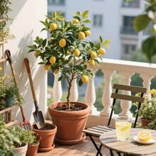 50 Meyer Dwarf Lemon – Árbol fragante de hoja perenne, de bajo mantenimiento, para macetas, patios o como planta frutal de jardín. - 50 semillas - Ver 4