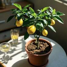 50 Meyer Dwarf Lemon – Árbol fragante de hoja perenne, de bajo mantenimiento, para macetas, patios o como planta frutal de jardín. - 50 semillas - Ver 6