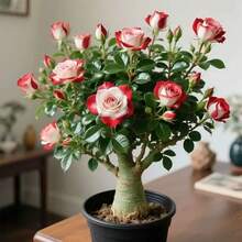 105 piezas/Semillas Mixtas de Rosa del Desierto de Doble Pétalo, para Macetas de Balcón, Jardín y Patio, Flores Resistentes a la Sequía, Fácil de Cuidar - 105 pzas. Semillas mixtas - Ver 3