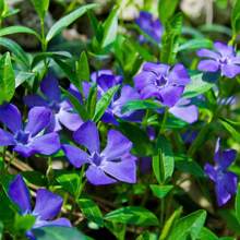 172 Semillas de Violeta - Semillas Hortícolas Tradicionales de Plantas de Hoja Perenne, No Transgénicas, Usadas para Enriquecer Paisajes - 172 - Ver 1