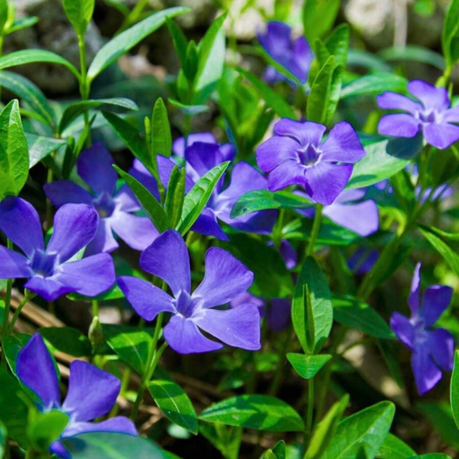 172 Semillas de Violeta - Semillas Hortícolas Tradicionales de Plantas de Hoja Perenne, No Transgénicas, Usadas para Enriquecer Paisajes - 172 - Ver 1