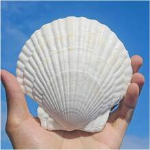 5pcs Shells For Crafts 4''-5'' (9-12cm) 2''-3''(5-8cm)White Scallop Shells, For Baking Shells, Crafts DIY Painting Beaching Wedding Decoration, Beach Scallop Shells Bulk - 5Pcs - View 1
