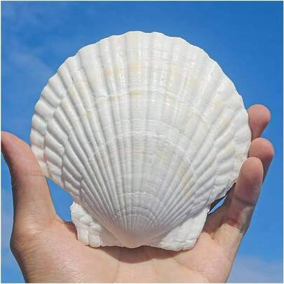 5pcs Shells For Crafts 4''-5'' (9-12cm) 2''-3''(5-8cm)White Scallop Shells, For Baking Shells, Crafts DIY Painting Beaching Wedding Decoration, Beach Scallop Shells Bulk