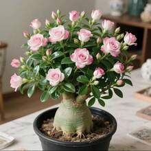 105 piezas/Semillas Mixtas de Rosa del Desierto de Doble Pétalo, para Macetas de Balcón, Jardín y Patio, Flores Resistentes a la Sequía, Fácil de Cuidar - 105 pzas. Semillas mixtas - Ver 5