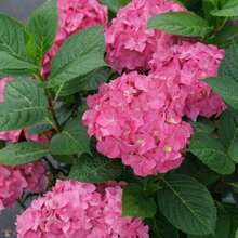 178 piezas de hortensias Ariba, arbustos perennes de jardín, arbustos de flores, plantas de tela. - 178 - Ver 4