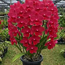 Orquídea Mariposa 55, Hermosas Plantas de Floración Prolongada, Perennes Resistentes al Frío, Plantas Decorativas en Maceta para Interiores y Exteriores - 55 - Ver 1
