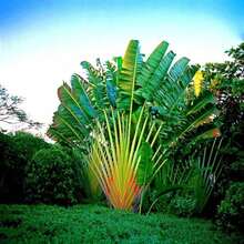 20 piezas de planta de flor de pico de pájaro (Ravenala Madagascariensis), decoración de jardín para plantar flores, plantas, frutas y verduras, adecuada para entusiastas de las plantas como regalo de la naturaleza. - 20 unidades/semillas - Ver 5