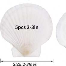 5pcs Shells For Crafts 4''-5'' (9-12cm) 2''-3''(5-8cm)White Scallop Shells, For Baking Shells, Crafts DIY Painting Beaching Wedding Decoration, Beach Scallop Shells Bulk - 5Pcs - View 14