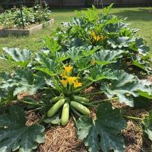 30 Zucchini Fast Growing Summer Squash For Home Garden Planting High Yielding Light Green Cylindrical Fruits Ideal For Stir Fries Grilling - 預設 - 查看 5