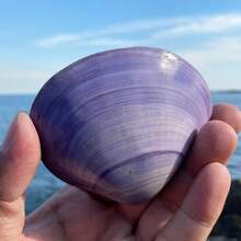 天然超大海螺壳、紫色蛤蜊壳、鱼缸、珊瑚景观、海洋生物标本，可作为礼物送给孩子和同学，用于家居装饰、家居摆件、水族箱摆件、家居用品、家居装饰。 - 1PC - 查看 5