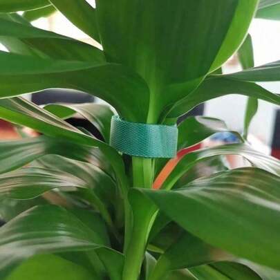 3 cuộn/10m Dây buộc vườn tái sử dụng - Băng dính hai mặt hỗ trợ cây trồng cho dây leo, cà chua và cành cây, cuộn băng dính thần kỳ màu xanh lá cây, 10m | Dây đai hỗ trợ thân cây có thể điều chỉnh cho làm vườn ngoài trời và buộc hoa, dây buộc vườn 10m | Băng dính huấn luyện cây trồng chịu được thời tiết để tạo hình dây leo và quản lý dây cáp