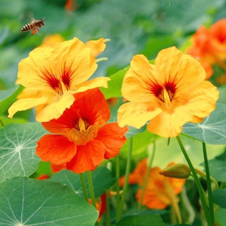 244 Peanut - Adecuado para Cultivo en Jardines Domésticos - 244 - Ver 1