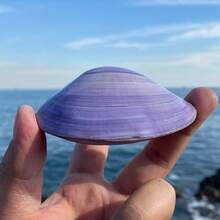 天然超大海螺壳、紫色蛤蜊壳、鱼缸、珊瑚景观、海洋生物标本，可作为礼物送给孩子和同学，用于家居装饰、家居摆件、水族箱摆件、家居用品、家居装饰。 - 1PC - 查看 7