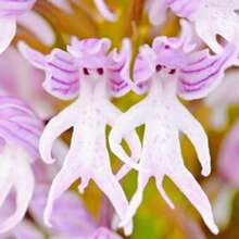 Orquídea, Decoración de Jardín para Plantar, Flores, Plantas, Frutas y Verduras para Exteriores, para Amantes de las Plantas como Regalo de la Naturaleza - 50 unidades/semilla - Ver 2