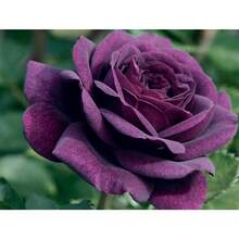 Rosa Morada para Decoración de Hogar, Balcón, Jardín, Patio, Macetas, 200 Piezas - Variante 1 - Ver 6