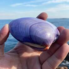 天然超大海螺壳、紫色蛤蜊壳、鱼缸、珊瑚景观、海洋生物标本，可作为礼物送给孩子和同学，用于家居装饰、家居摆件、水族箱摆件、家居用品、家居装饰。 - 1PC - 查看 4