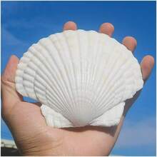 5pcs Shells For Crafts 4''-5'' (9-12cm) 2''-3''(5-8cm)White Scallop Shells, For Baking Shells, Crafts DIY Painting Beaching Wedding Decoration, Beach Scallop Shells Bulk - 5Pcs - View 5