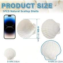 5pcs Shells For Crafts 4''-5'' (9-12cm) 2''-3''(5-8cm)White Scallop Shells, For Baking Shells, Crafts DIY Painting Beaching Wedding Decoration, Beach Scallop Shells Bulk - 5Pcs - View 4