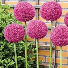 Allium Giganteum, Cebolla Ornamental Resistente a Conejos y Ciervos, Tolerante a la Sequía, Flor Perenne - 300 - Ver 4