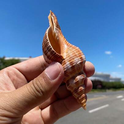 Natural Conch Shell, Red Spiral Snail, Fish Tank, Aquarium, Landscape Decoration, Home Crafts, Ornaments, Collection Home Decor; Home Furnishings Home Furnishings Home Decoration,Home Ornaments, Aquarium Anti Knock Feeding Box, Water Basin Decoration