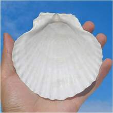 5pcs Shells For Crafts 4''-5'' (9-12cm) 2''-3''(5-8cm)White Scallop Shells, For Baking Shells, Crafts DIY Painting Beaching Wedding Decoration, Beach Scallop Shells Bulk - 5Pcs - View 3