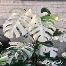 Blooms1681 Monstera White Alba 3  Indoor Plants - 種子 - 查看 9