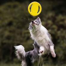 Disco volador duradero para perros, juguete de entrenamiento 2 en 1 para tirar y atrapar, juguete de juego resistente a masticaduras de color amarillo brillante para interiores y exteriores - Amarillo - Ver 9